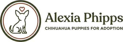 Alexia Phipps Chihuahua puppies for adoption