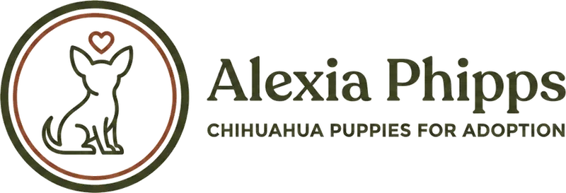 Alexia Phipps Chihuahua puppies for adoption